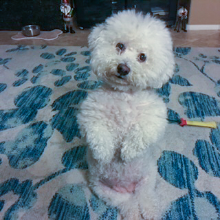 Our professional staff providing dog sitting services while owners are away.