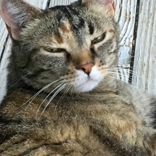 A professional providing cat sitting services to a client.